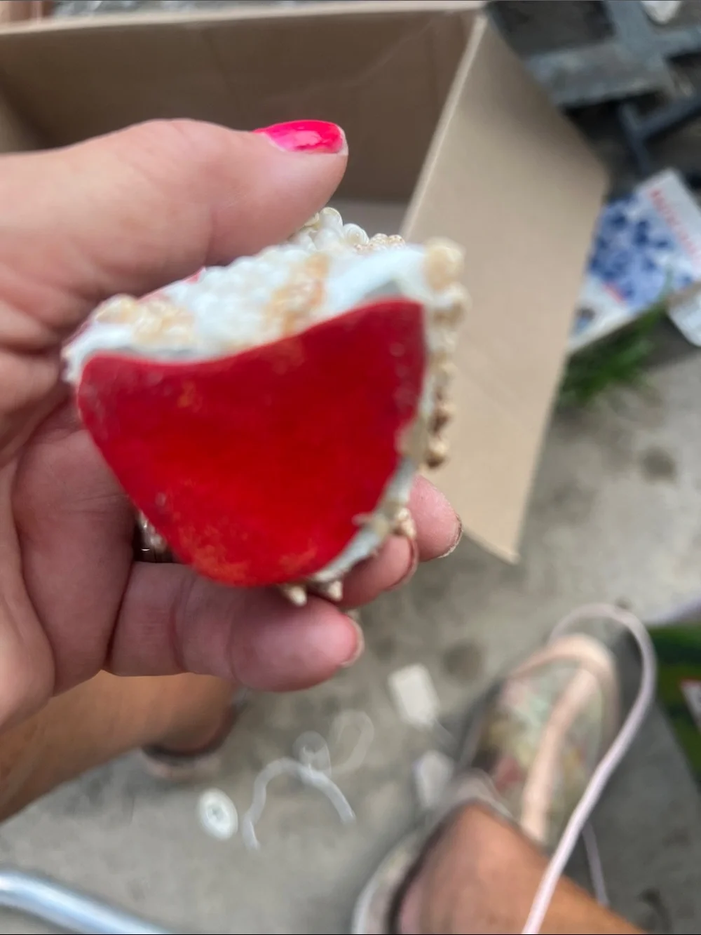 Narco decorative seashell